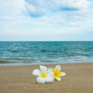 海边吃瓜Iris的头像