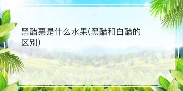 黑醋栗是什么水果(黑醋和白醋的区别)