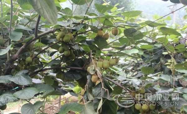 猕猴桃怎么吃？