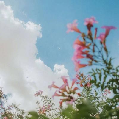 曹芳