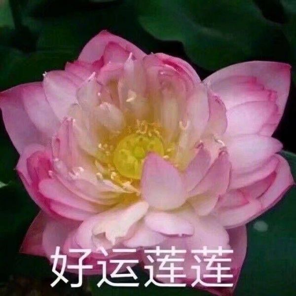 叶翩翩