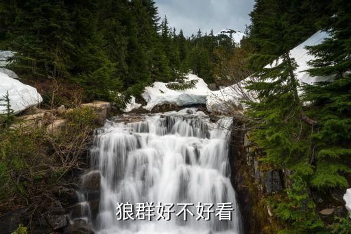 狼群图片，求八卦狼组图11张