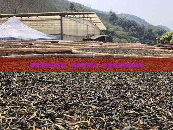 熟普洱茶的功效、作用与禁忌，全面解答你的疑问
