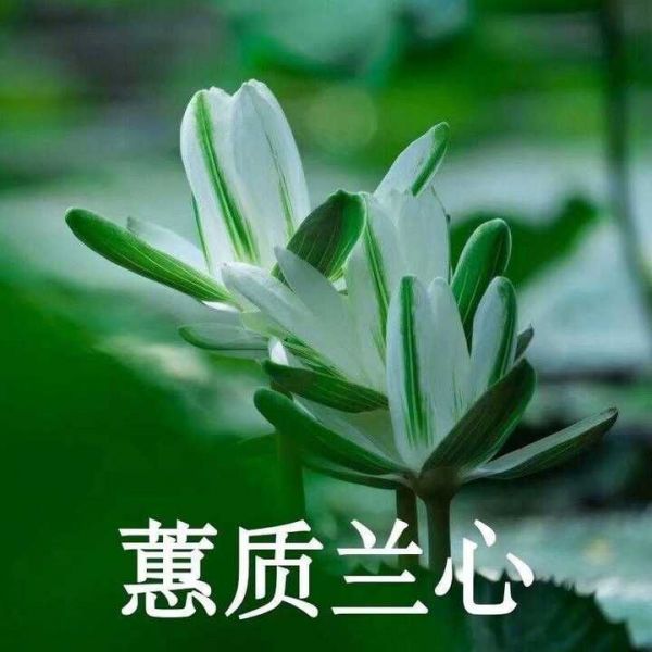 邹仪