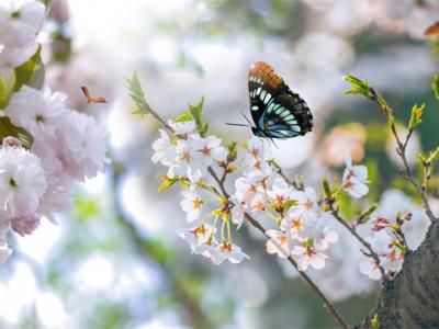 春天容易濕氣重，喝什么茶可以除濕？