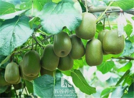 獼猴桃的食用禁忌 這些食物不能一起吃