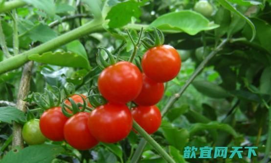 了解不易空腹食用的水果 不要让这些水果影响我们健康