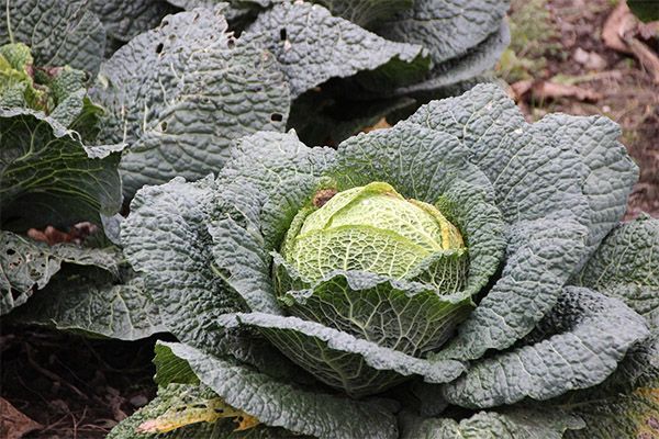 收获和保存萨瓦白菜