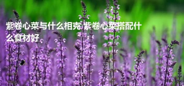 紫卷心菜与什么相克 紫卷心菜搭配什么食材好