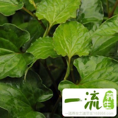 鱼腥草的功效 鱼腥草的治疗偏方及健康吃法