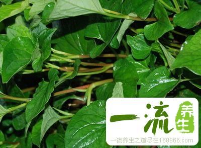 鱼腥草的功效 鱼腥草的治疗偏方及健康吃法