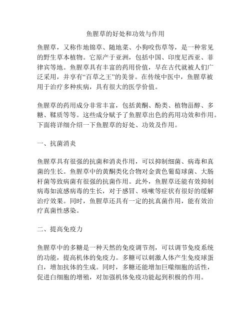 鱼腥草的好处和功效与作用