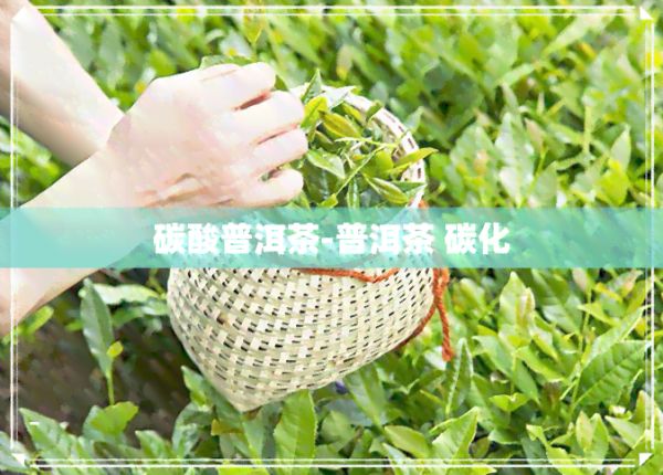 碳酸普洱茶-普洱茶 碳化