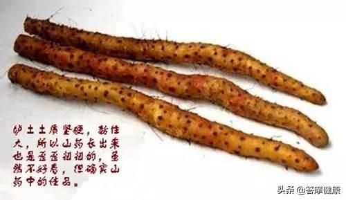 铁棍山药，终极鉴定大法，避免买到山寨货