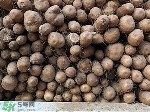 假山药是什么 山药真假有什么区别