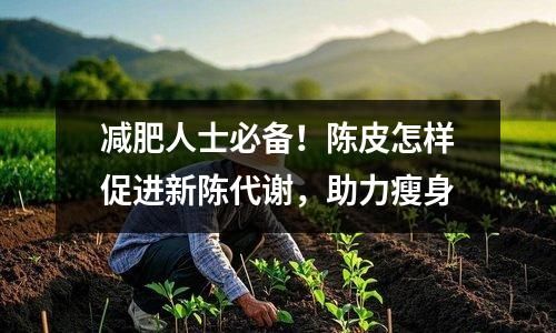 减肥人士必备！陈皮怎样促进新陈代谢，助力瘦身