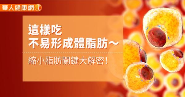 這樣吃不易形成體脂肪～縮小脂肪關鍵大解密！