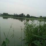 芳草在沼泽中