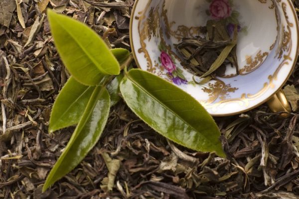 华莱健安化黑茶有收藏价值吗：探寻茶叶市场中不可错过的珍品收藏