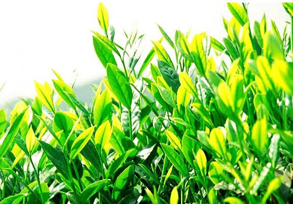 华莱健黑茶加盟
