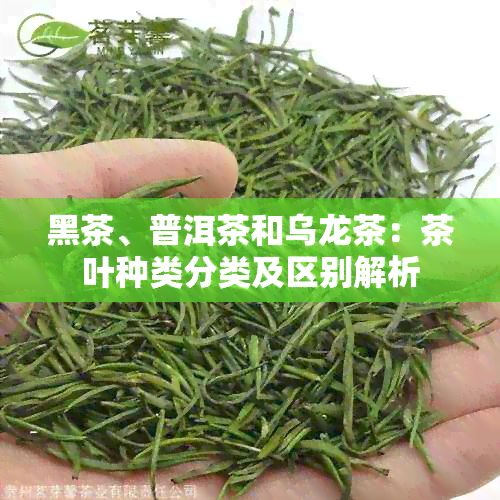 黑茶、普洱茶和乌龙茶:茶叶种类分类及区别解析