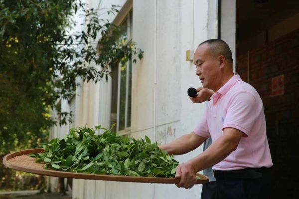 院士团队说2024年茶叶加工理论与技术研究进展（二）