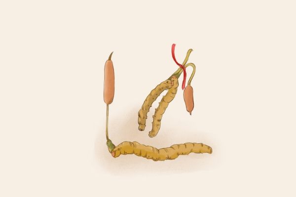 小孩子能吃冬虫夏草吗 小孩子可以吃冬虫夏草吗 小孩子可不可以吃冬虫夏草