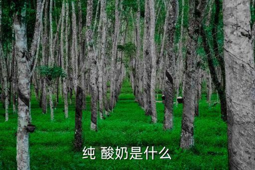 纯 酸奶是什么