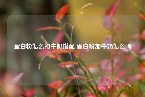 蛋白粉怎么和牛奶搭配 蛋白粉加牛奶怎么喝