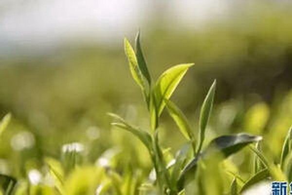 碧螺红茶市场价一斤多少钱