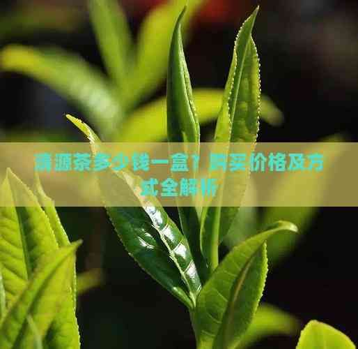 清源茶多少钱一盒？购买价格及方式全解析