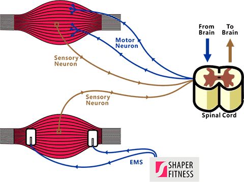 EMS健身锻炼training_theory