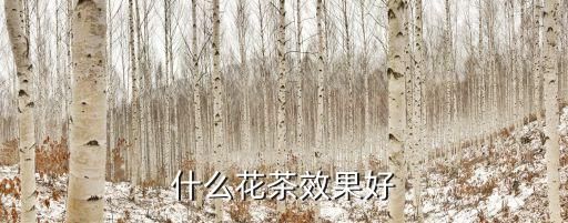 什么花茶效果好