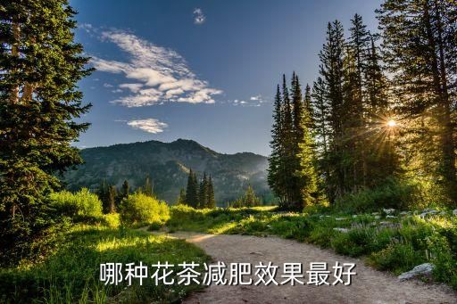 哪种花茶减肥效果最好