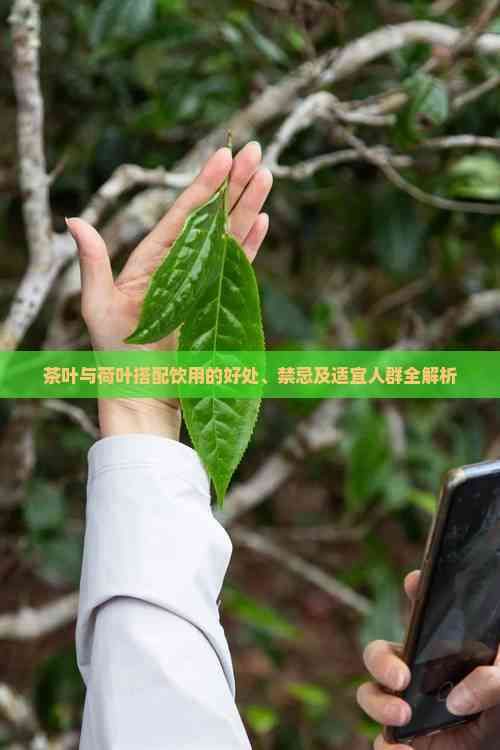 茶叶与荷叶搭配饮用的好处、禁忌及适宜人群全解析