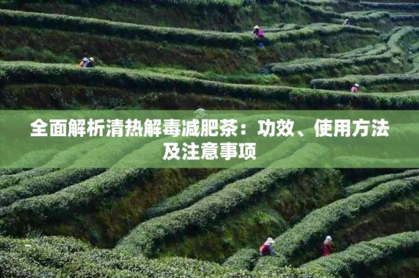 全面解析清热解减肥茶:功效、使用方法及注意事项