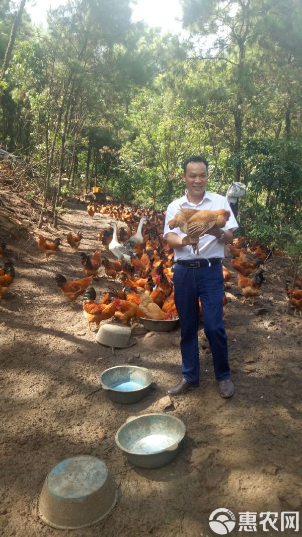 土鸡 绿保鸡，绿色环保健康食材，经海关检测达到22项零残留