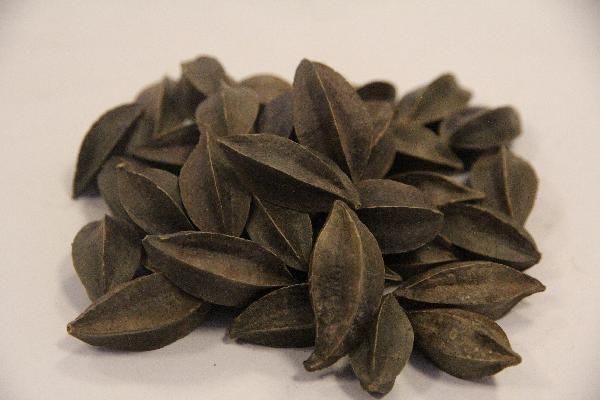 吃中药期间不能吃什么水果