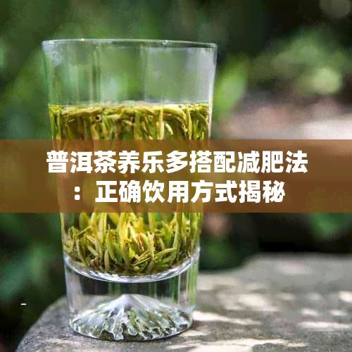 普洱茶养乐多搭配减肥法：正确饮用方式揭秘