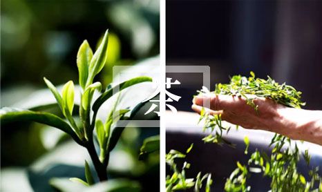 2024糖浆和蜂蜜的区别-第1张-茶叶知识-凤凰单丛茶网