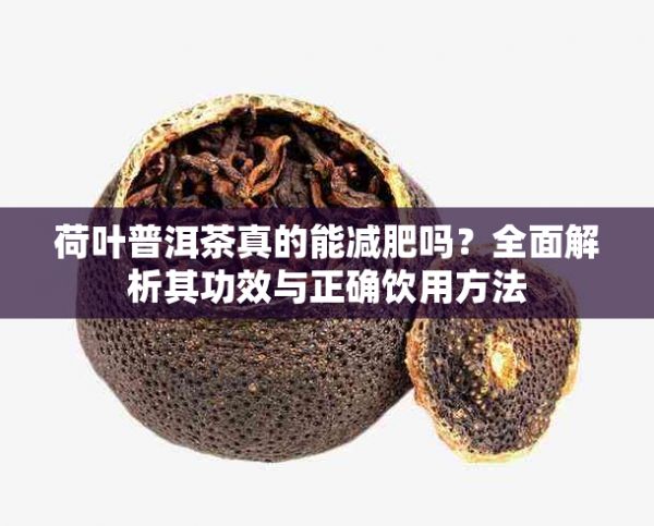 荷葉普洱茶真的能減肥嗎？全面解析其功效與正確飲用方法