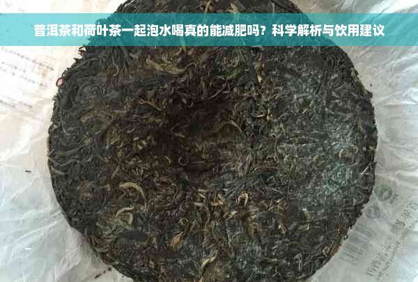 普洱茶和荷叶茶一起泡水喝真的能减肥吗？科学解析与饮用建议