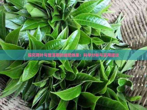 探究荷叶与普洱茶的减肥效果：科学分析与实用建议