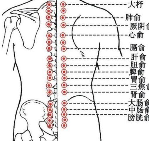 背部拔罐位置示意图（背部拔罐图解大全）