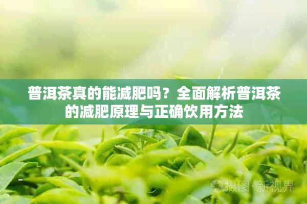 普洱茶真的能减肥吗？全面解析普洱茶的减肥原理与正确饮用方法