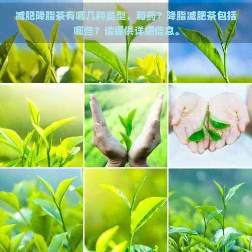 减肥降脂茶有哪几种类型,和药?降脂减肥茶包括哪些?请提供详细信息。