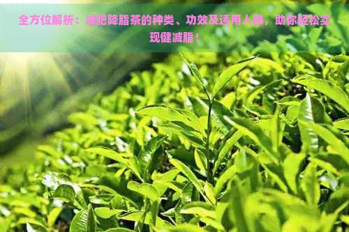全方位解析:减肥降脂茶的种类、功效及适用人群,助你轻松实现健减脂!
