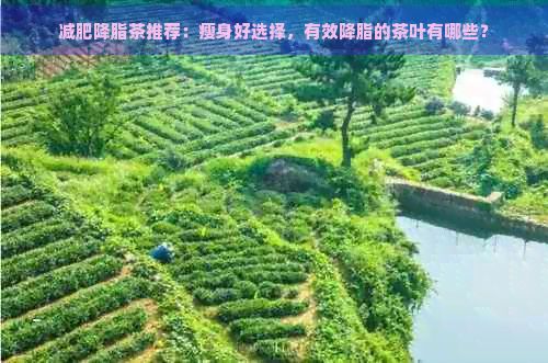 减肥降脂茶推荐:瘦身好选择,有效降脂的茶叶有哪些?