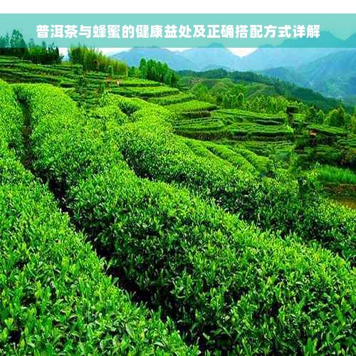 普洱茶与蜂蜜的健康益处及正确搭配方式详解