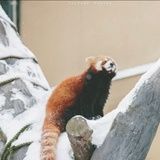 可达吖的